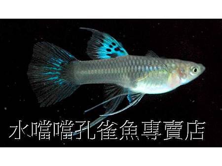 水噹噹孔雀魚007