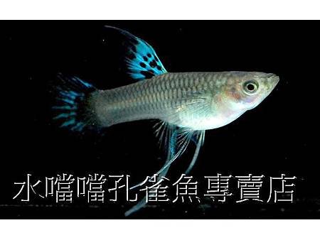 水噹噹孔雀魚006