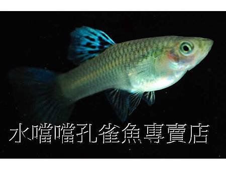 水噹噹孔雀魚005