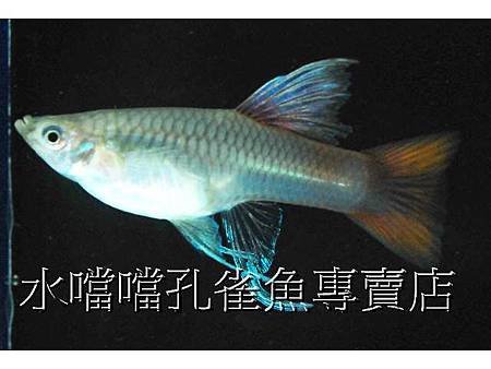 水噹噹孔雀魚005