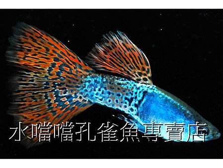 水噹噹孔雀魚002