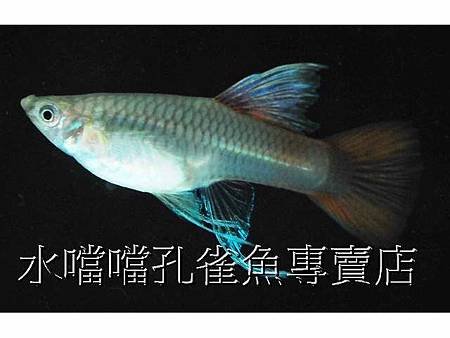 水噹噹孔雀魚004