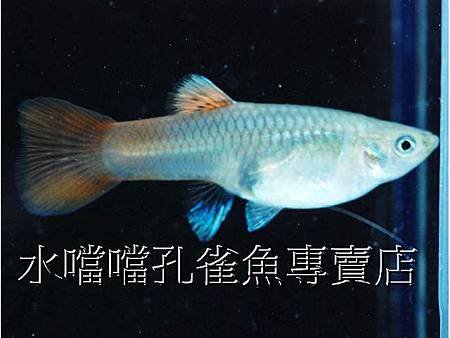 水噹噹孔雀魚003