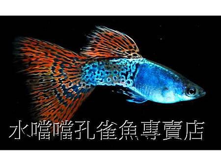 水噹噹孔雀魚001