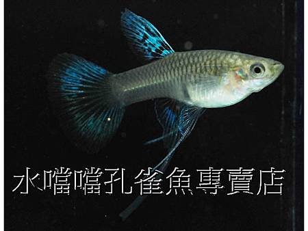 水噹噹孔雀魚004