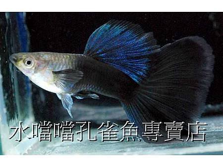 水噹噹孔雀魚001