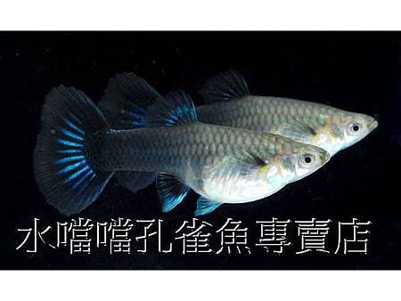 水噹噹孔雀魚005