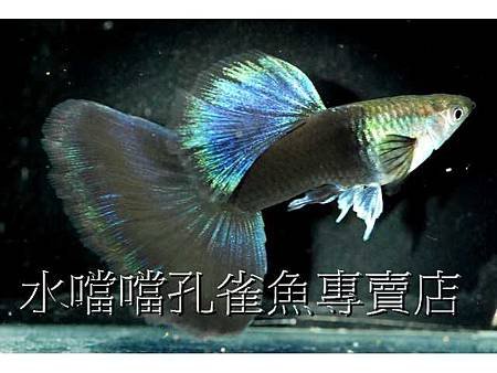 水噹噹孔雀魚003