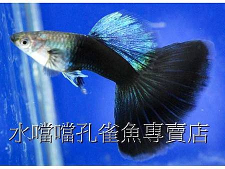 水噹噹孔雀魚002