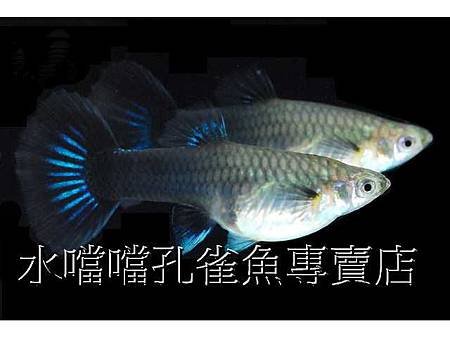 水噹噹孔雀魚006