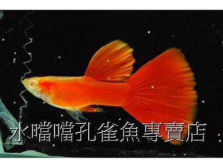 水噹噹孔雀魚003