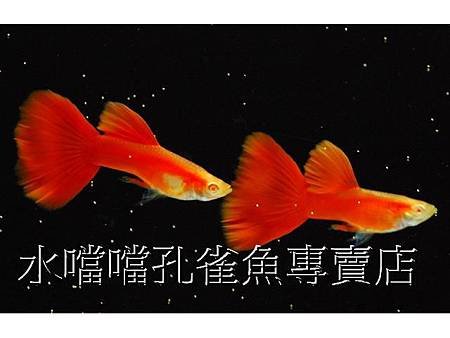 水噹噹孔雀魚005