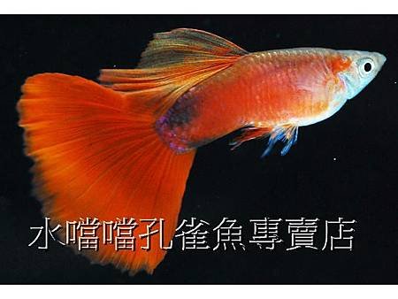 水噹噹孔雀魚專賣店005