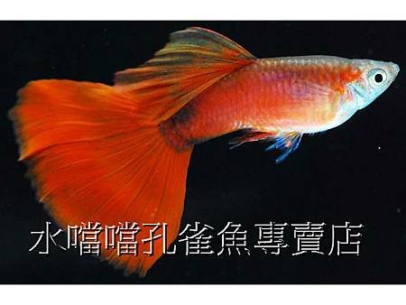 水噹噹孔雀魚專賣店004