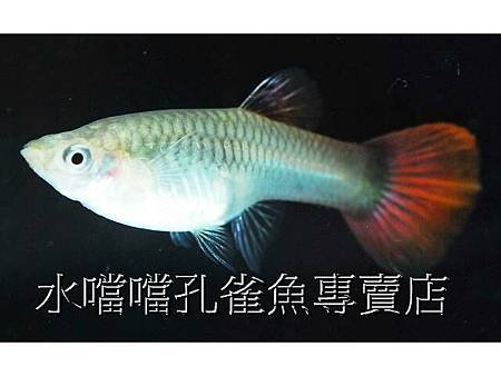 水噹噹孔雀魚專賣店007