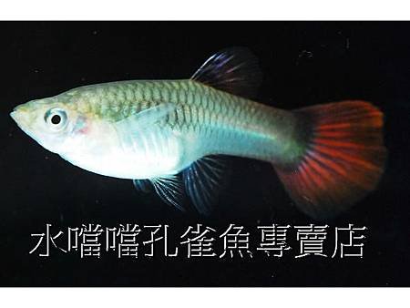 水噹噹孔雀魚專賣店006