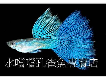 水噹噹孔雀魚001