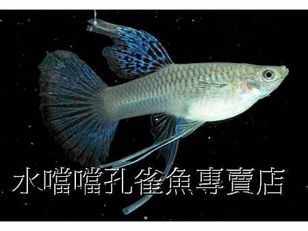 水噹噹孔雀魚007