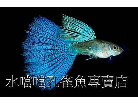 水噹噹孔雀魚004