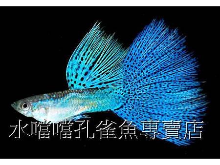 水噹噹孔雀魚002