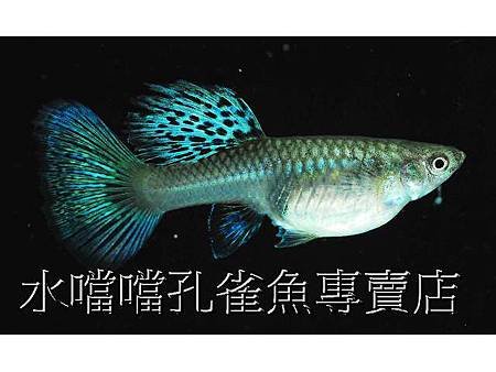 水噹噹孔雀魚006