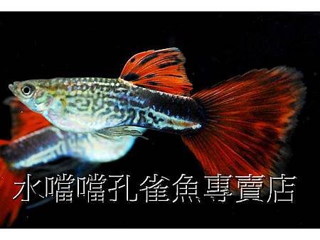 水噹噹孔雀魚001