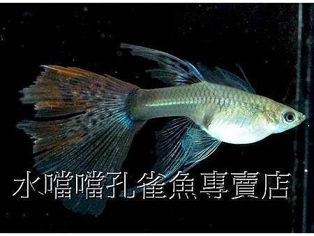 水噹噹孔雀魚007