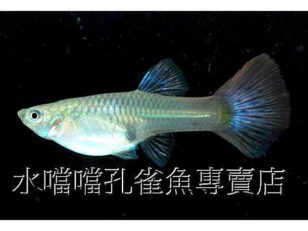 水噹噹孔雀魚004