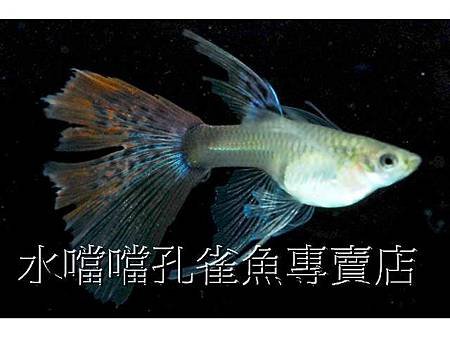 水噹噹孔雀魚006