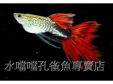 水噹噹孔雀魚003