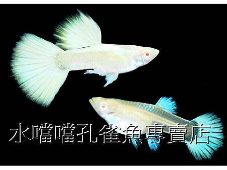 水噹噹孔雀魚001