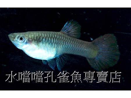 水噹噹孔雀魚004