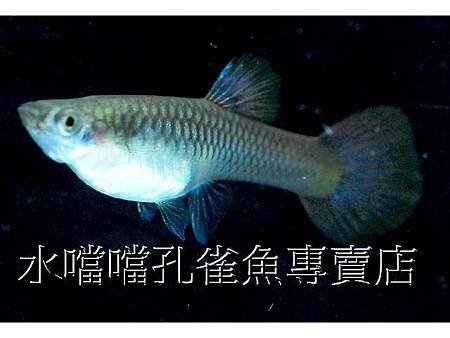 水噹噹孔雀魚005