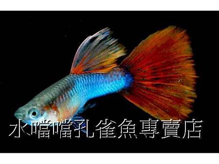 水噹噹孔雀魚001