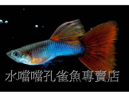 水噹噹孔雀魚003