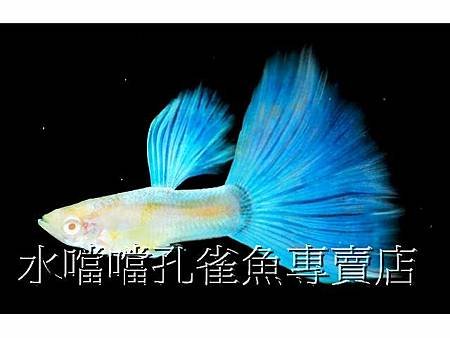 水噹噹孔雀魚003