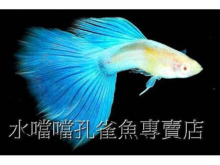 水噹噹孔雀魚002