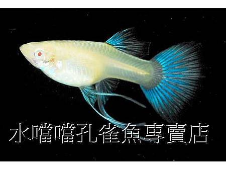 水噹噹孔雀魚006