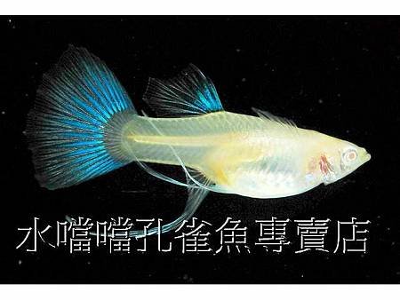 水噹噹孔雀魚007