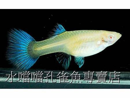 水噹噹孔雀魚004