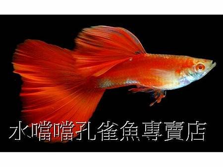 水噹噹孔雀魚004