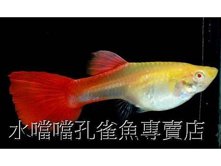 水噹噹孔雀魚005