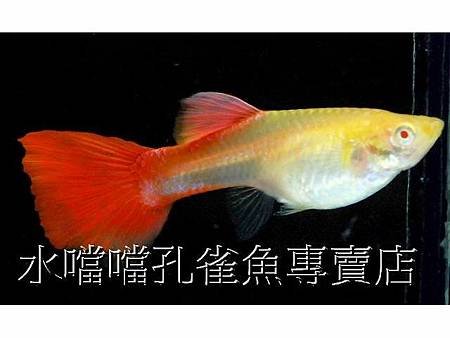 水噹噹孔雀魚006