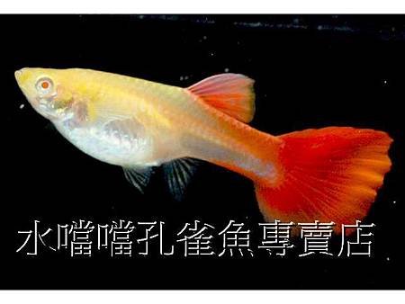 水噹噹孔雀魚007