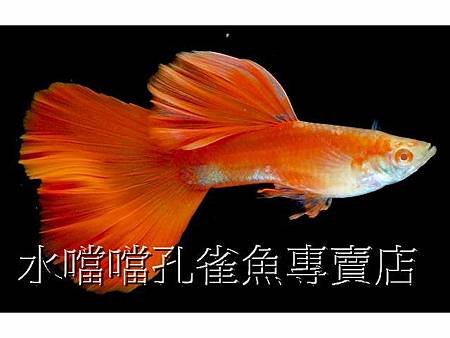 水噹噹孔雀魚003