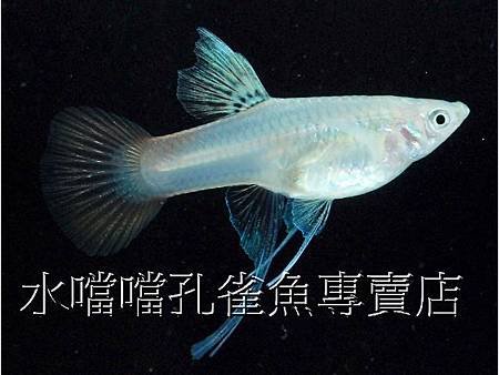 水噹噹孔雀魚006