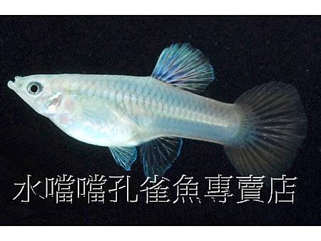 水噹噹孔雀魚004