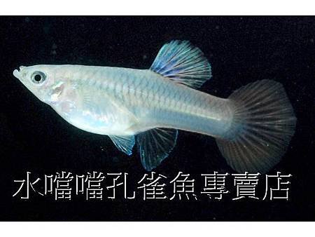 水噹噹孔雀魚003