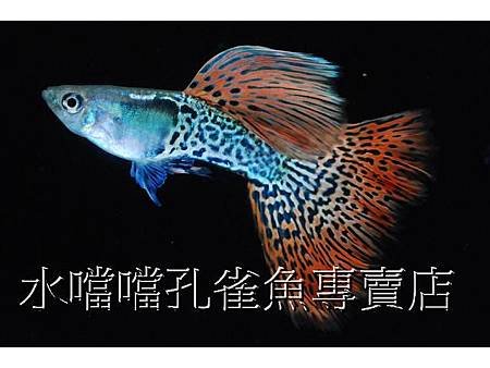 水噹噹孔雀魚001