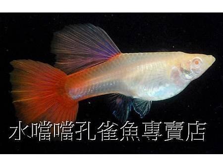 水噹噹孔雀魚005